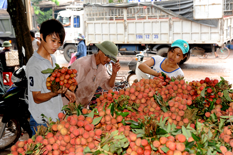 Cấp 10 mã số đầu tiên cho các vùng trồng vải xuất khẩu vào Mỹ